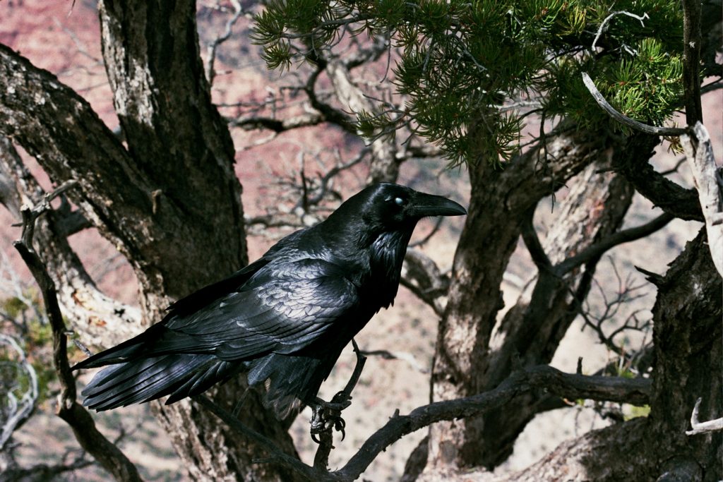 #raven